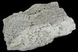 Triceratops Frill Section - Montana #106152-1